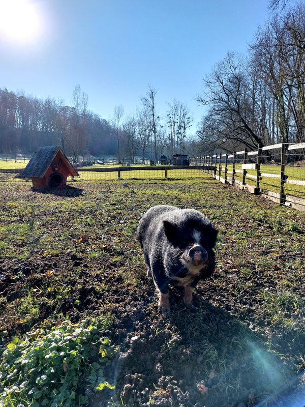 La Cabane Le Vieux Grimoire & Spa privatif à St Andre Et Appelles (20)