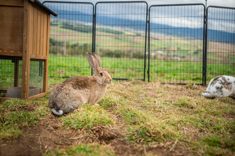 Domaine AbracadaRoom : Domaine des Étoiles - Image 16