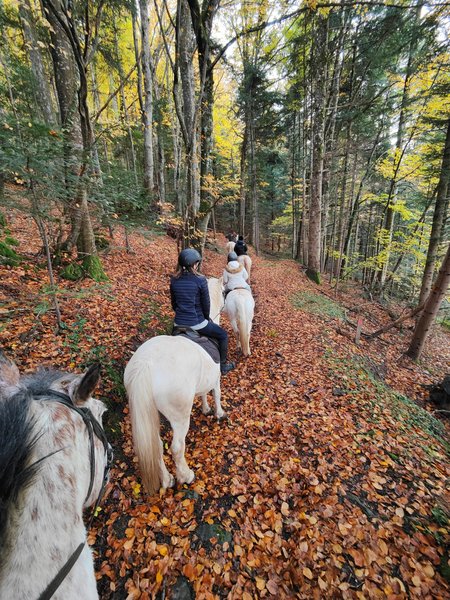 Domaine AbracadaRoom : Moose Tiny House Ambur - Image 28