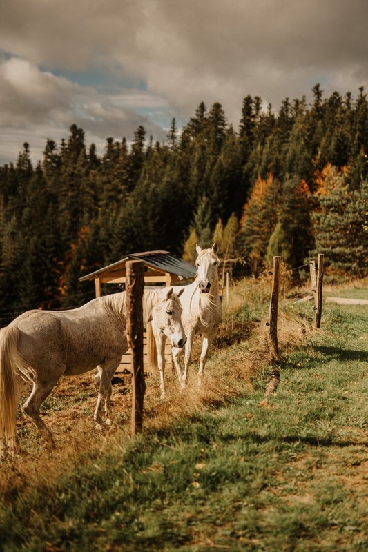 Homnest - L'Instant Sauvage - Vue Cimes & Forêt à Riotord (55)