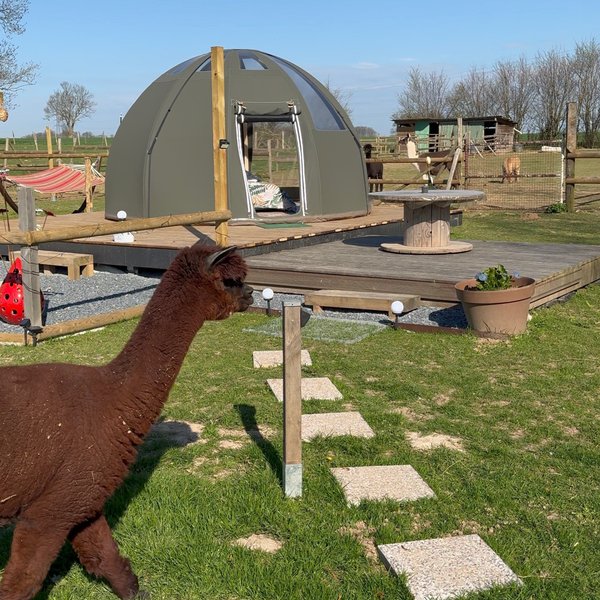 Domaine AbracadaRoom : Les alpagas du clos - Image 5