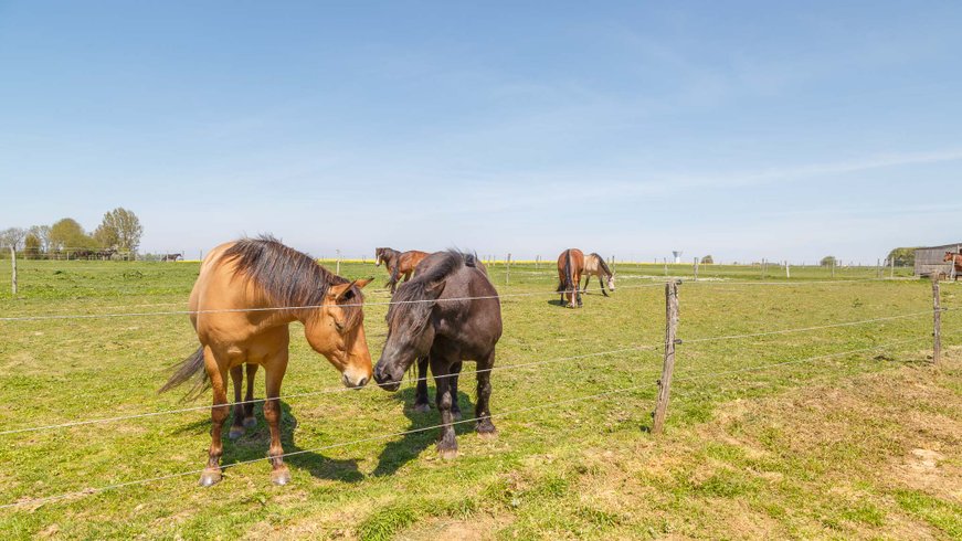 Domaine AbracadaRoom : Tiny Houses au milieu des chevaux | Proche Étretat - Image 7