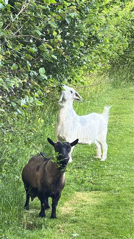 Hébergement AbracadaRoom : Roulotte Lily - Image 13