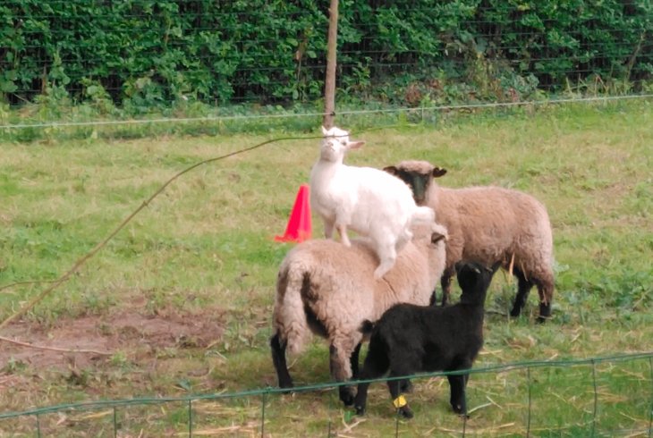 Domaine AbracadaRoom : Ecoland - Image 16