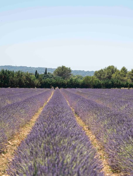 Hébergement AbracadaRoom : La Bulle du Lavandin - Image 14