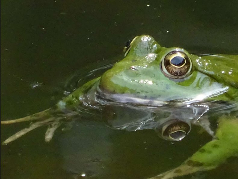 Hébergement AbracadaRoom : La Roulotte de l'Echappée Sauvage - Image 18