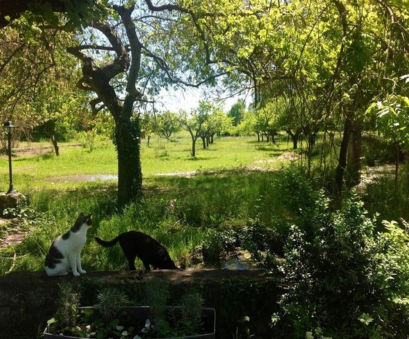 Domaine AbracadaRoom : Le Mas des Pins - Image 6