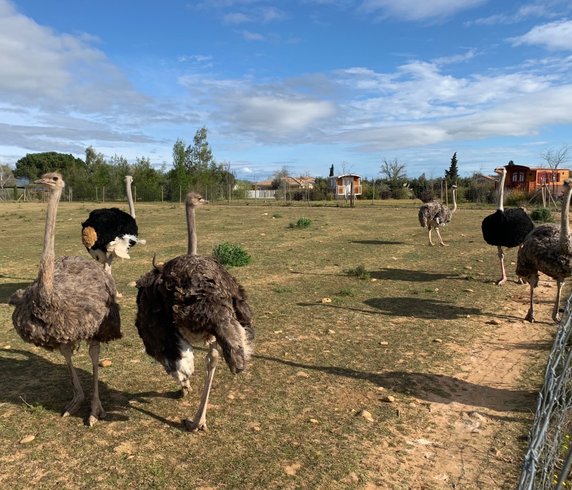 Hébergement AbracadaRoom : Roulotte Pâquerette - Image 9