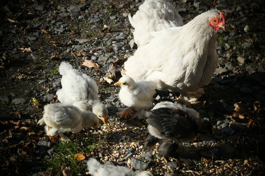 Domaine AbracadaRoom : Les Milans - Image 17