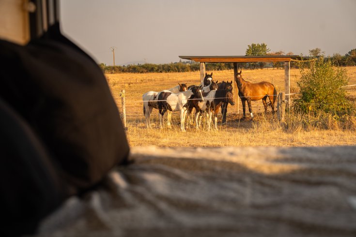 Hébergement AbracadaRoom : Homnest - Tiny house dans l'Allier - Cheval - Image 11