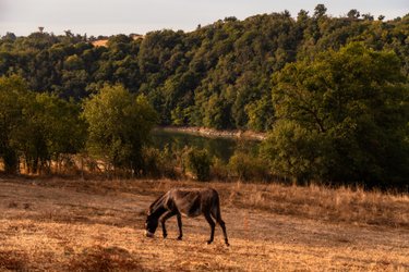 Homnest - Reflets de Loire - Vue sur les Gorges à Pinay (3)
