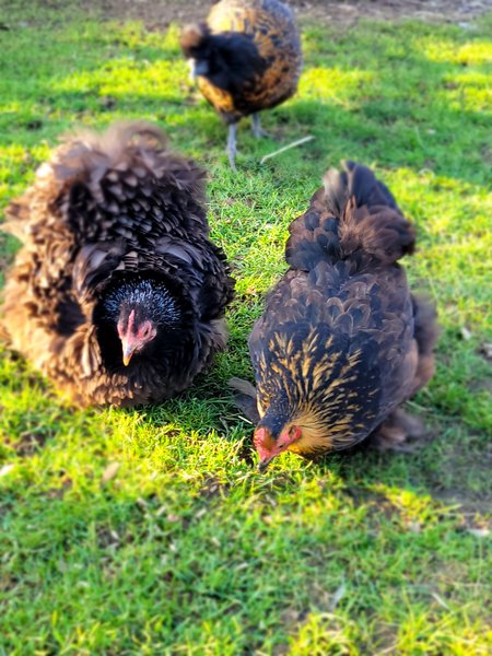 Domaine AbracadaRoom : Le Mond'Idéal - Image 10