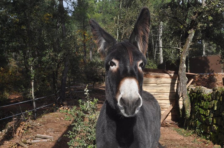 Domaine AbracadaRoom : Domaine Cabanes & Spa Ardèche - Image 6