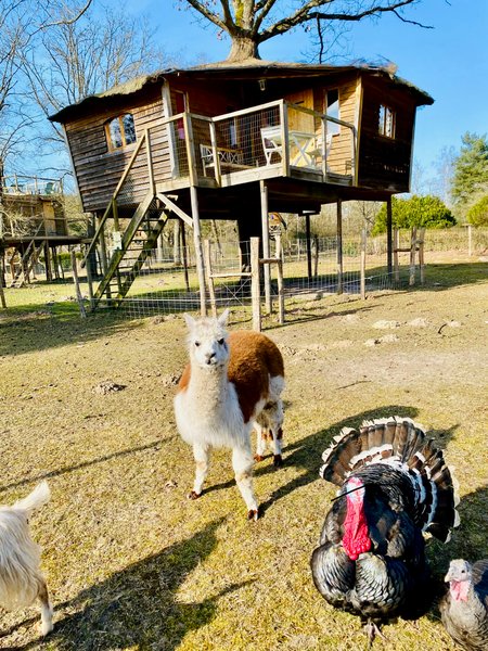 Domaine AbracadaRoom : LE NID DANS LES BRUYERES - Image 11