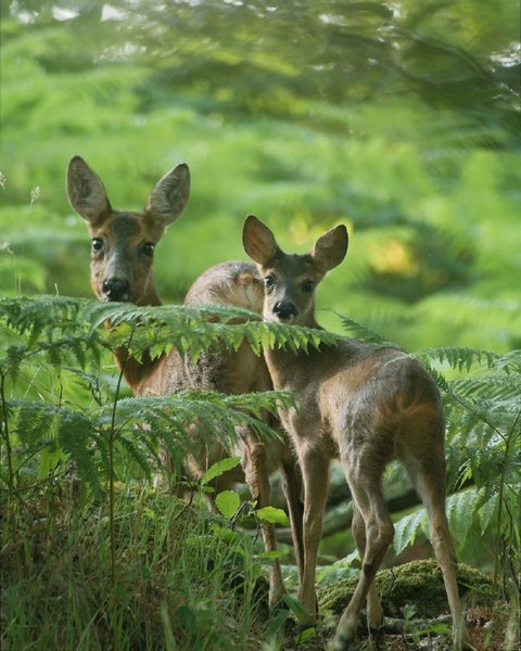 Domaine AbracadaRoom : Les Cabanes du Hérisson - Image 4