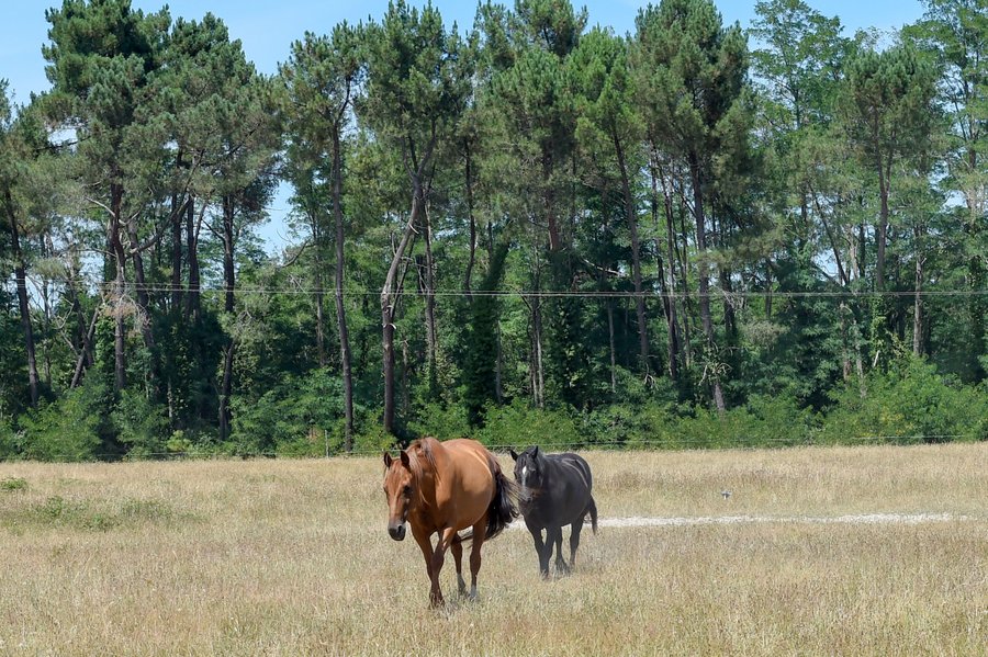 Domaine AbracadaRoom : Airial des Monges - Image 17