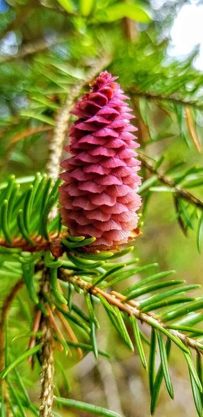 Hébergement AbracadaRoom : Les Logettes de Caroline, Ecolodge & Bain Nordique - Image 24