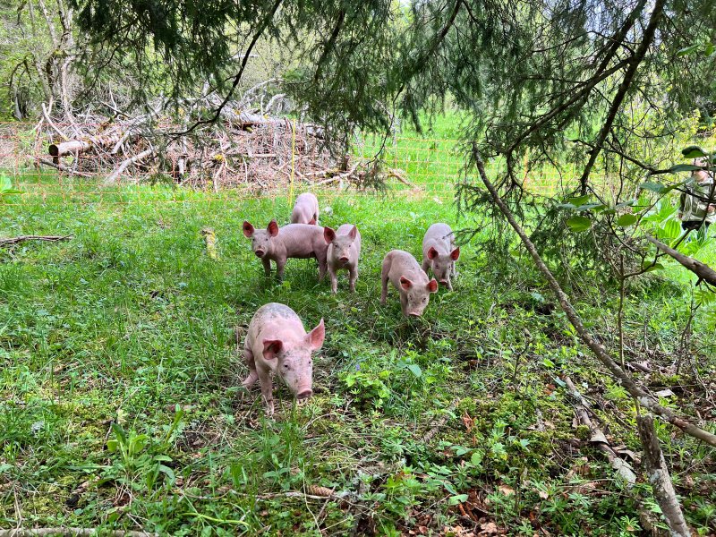 Hébergement AbracadaRoom : Yourte Vaulion - Image 8