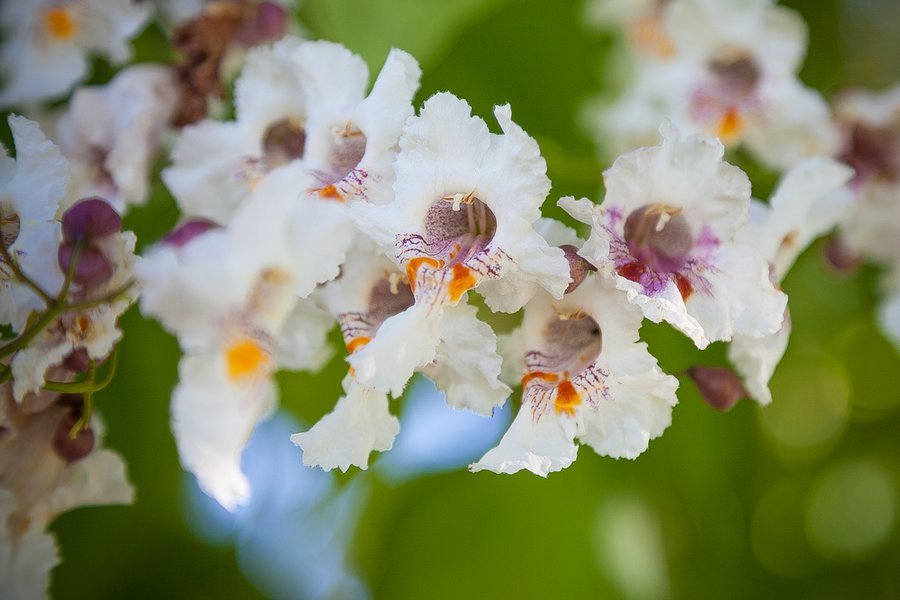 Domaine AbracadaRoom : La Vallée des Lapins - Image 8