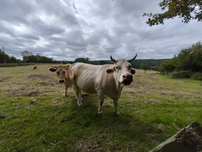 Hébergement AbracadaRoom : La Roulotte de Jane - Image 17