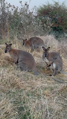 Domaine AbracadaRoom : Wallaby de Benett'on - Image 16