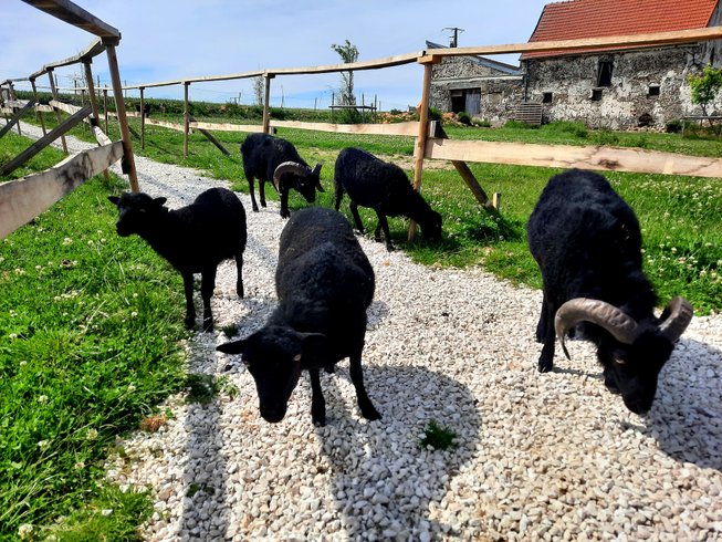 Domaine AbracadaRoom : Les Cabanes de la Loge - Image 10