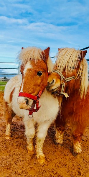 Domaine AbracadaRoom : La Noalha Insolit' - Image 9