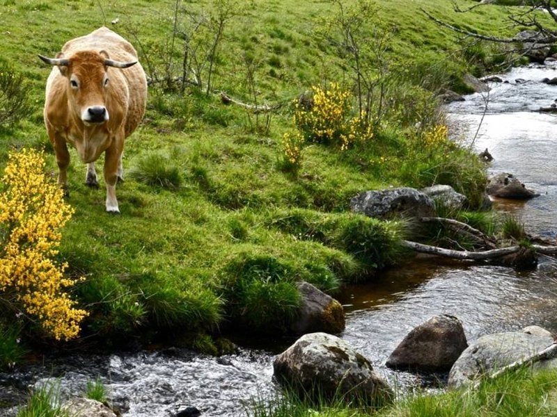 Domaine AbracadaRoom : Domaine de L'Ours*** - Image 10