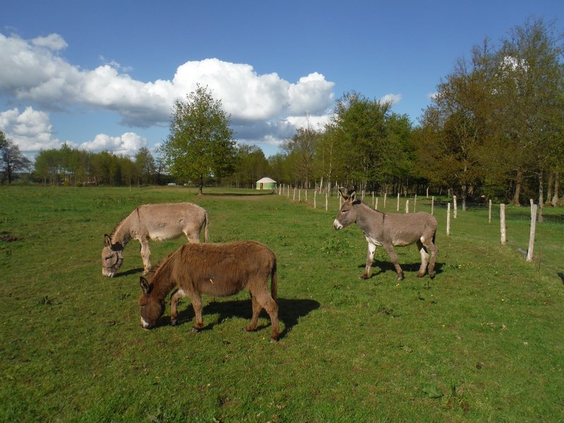 Domaine AbracadaRoom : O z'insolites - Image 1