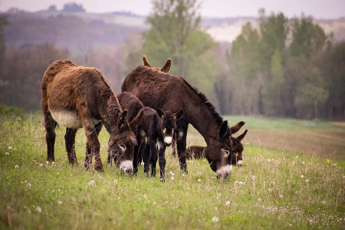 La Cabane Pyrénéenne au cœur de la ferme à Saint Ybars (2)