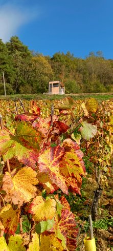 Domaine AbracadaRoom : Homnest (Boyeux) - Image 17