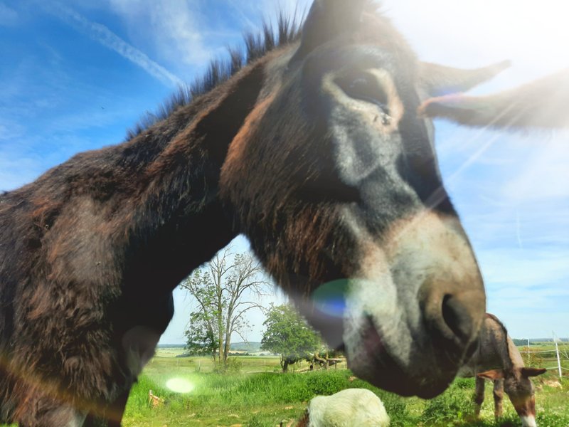 Domaine AbracadaRoom : Les Cabanes de la Loge - Image 6
