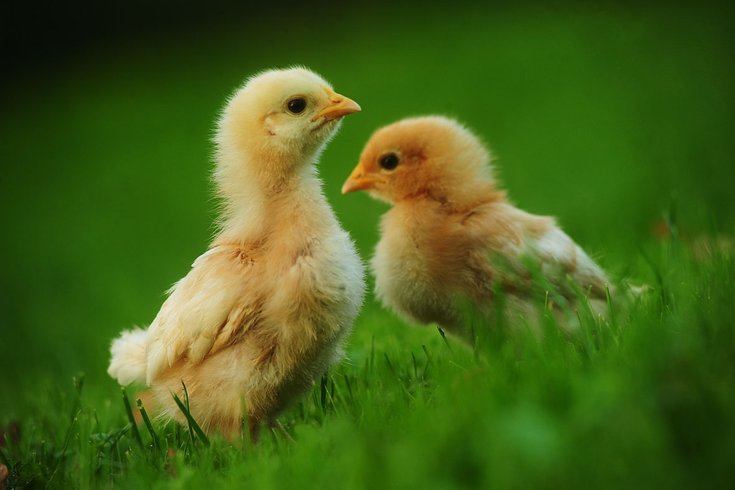 Domaine AbracadaRoom : Kimaro Farmhouse - Image 30