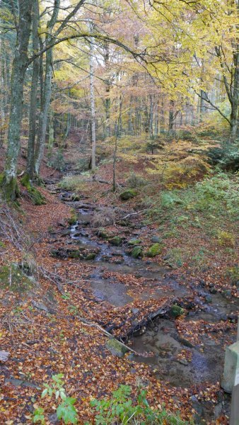 Domaine AbracadaRoom : La Cage aux Oiseaux - Image 11