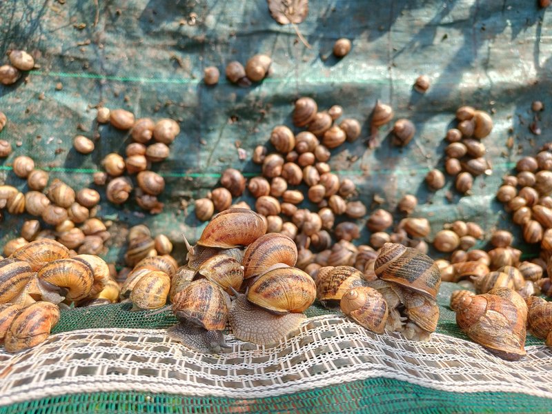 Hébergement AbracadaRoom : L’Escargoterie de la Forge - Immersion Champêtre - Image 28