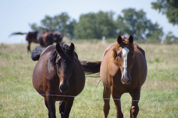 Domaine AbracadaRoom : Glamping La Fraventure - Image 39