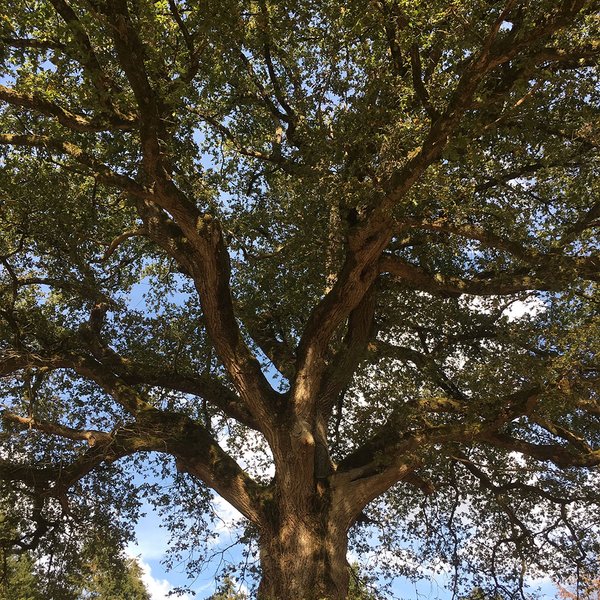 Domaine AbracadaRoom : Loire Valley Lodges - Hôtel - Image 9