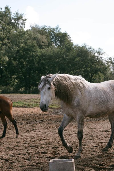 Hébergement AbracadaRoom : Roulotte classique - Campo 6 - Image 11