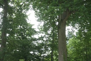 Cabane dans les arbres Ille-et-Vilaine