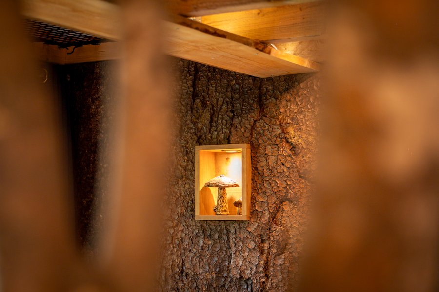 Hébergement AbracadaRoom : La Pat' de l'ours - Image 22