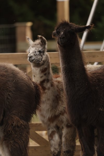 Hébergement AbracadaRoom : Parcel Tiny House - à 5 min du Zoo de Beauval - Image 17