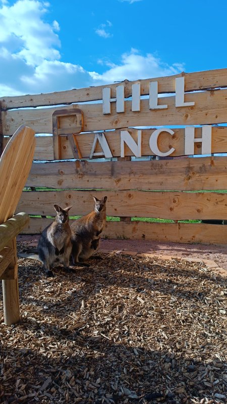 Expérience unique et insolite : Far West & Wallaby à Laperrière Sur Saone (17)