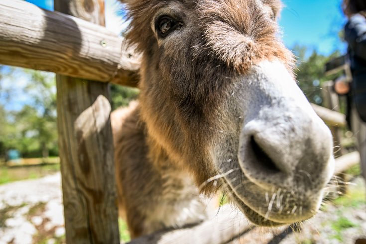 Domaine AbracadaRoom : Roulottes et Cabanes de Saint Cerice - Image 6