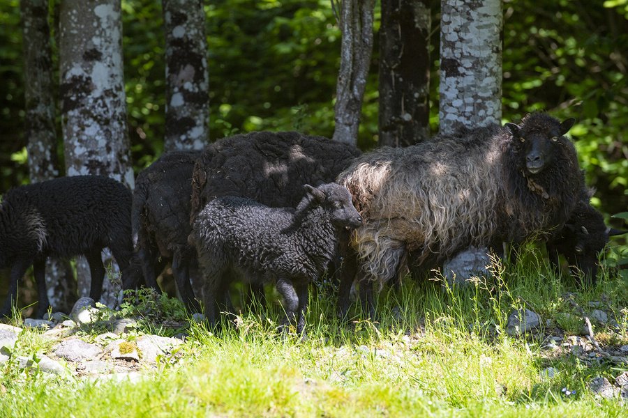Domaine AbracadaRoom : Escale Cab'Ane - Image 18