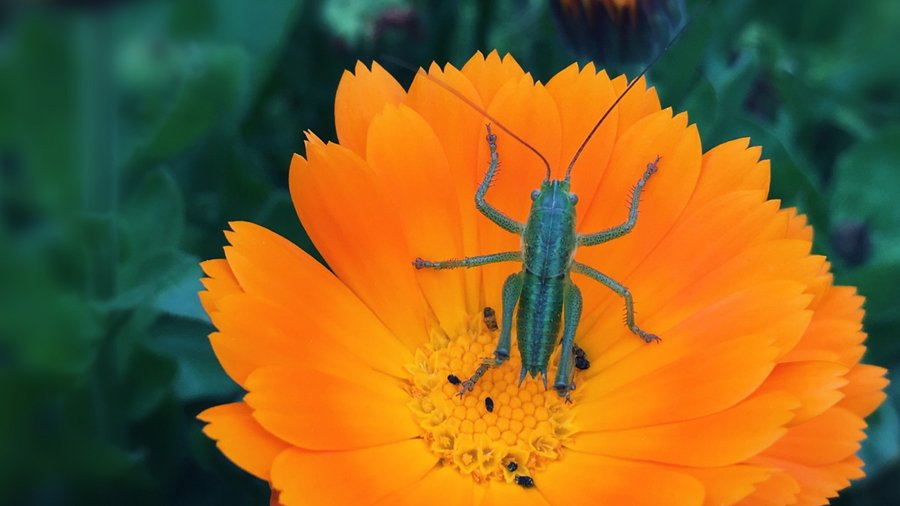Domaine AbracadaRoom : La Ferme de la Goursaline - Image 11