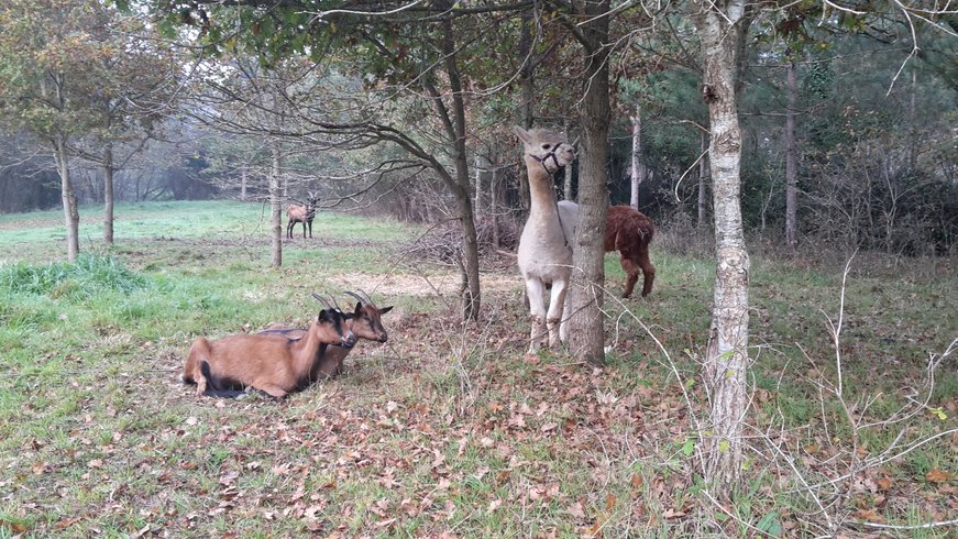 Domaine AbracadaRoom : Domaine du Vigneau - Image 1