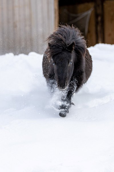 Hébergement AbracadaRoom : Dôme au milieu des Alpagas - Image 30