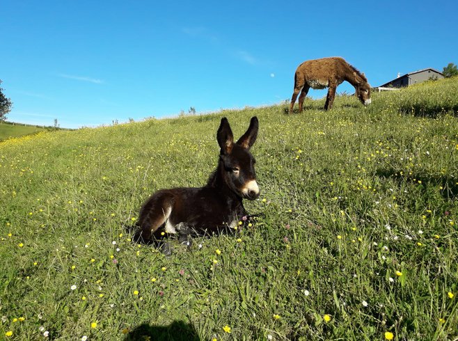 Domaine AbracadaRoom : La Ferme du Hitton Gers - Un Lit au Pré ( à supprimer) - Image 4