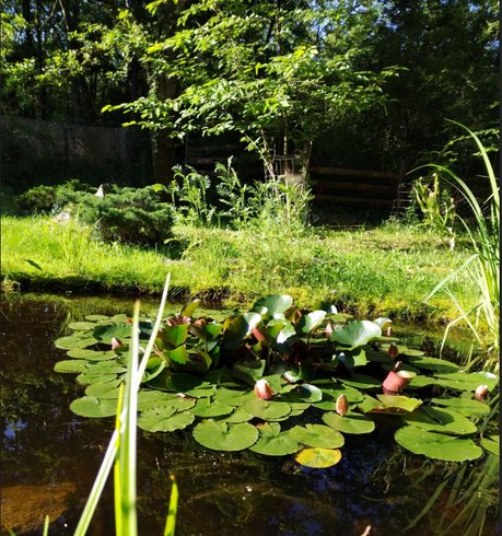 Hébergement AbracadaRoom : La Roulotte de l'Echappée Sauvage - Image 10