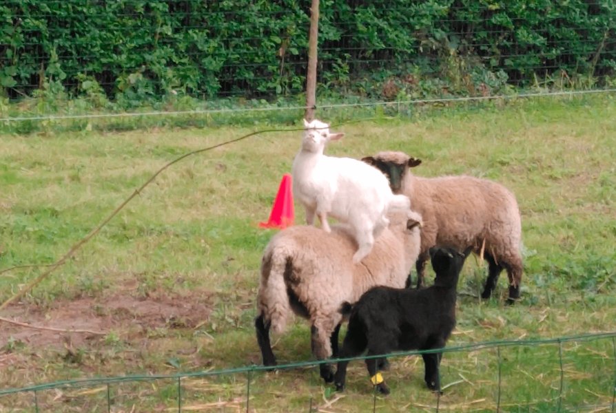 Domaine AbracadaRoom : Ecoland - Image 16